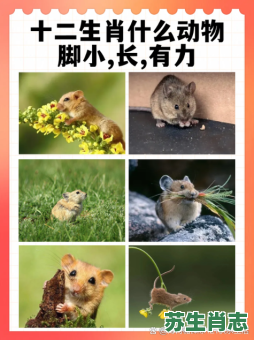 打架是什么生肖？打人打一肖正确答案