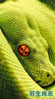 豪杰是什么生肖？豪杰打一最准确动物