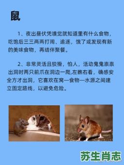 号字是什么生肖？号字代表什么动物