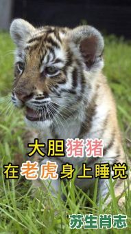 很凶恶的生肖是什么？最忙的动物是什么生肖