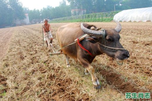 耕地是什么生肖？耕字打一生肖是什么