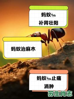 蚁=是什么生肖？蚂蚁和什么生肖有关