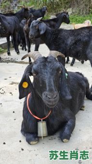 魅是什么生肖？咩咩是什么动物