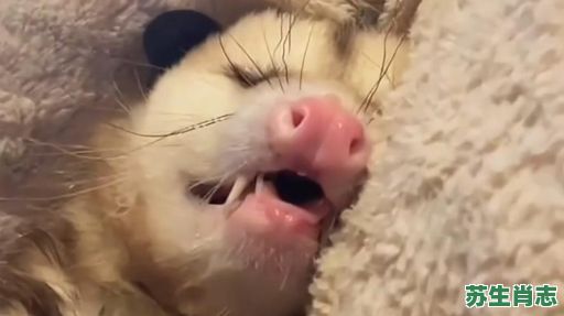 负是什么生肖？负代表什么动物