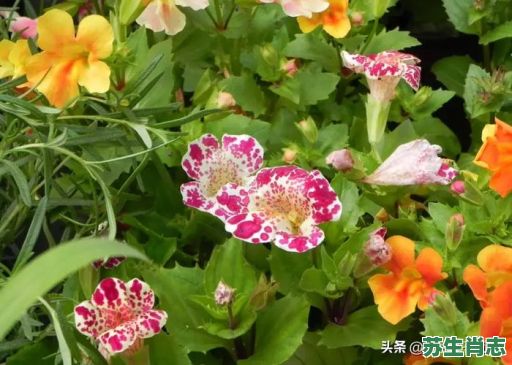 花是什么生肖的意思？戴绿花的生肖是哪个