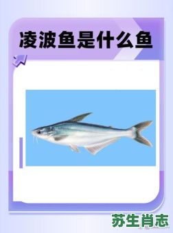 吃鱼是什么生肖？鱼代表什么生肖最正确