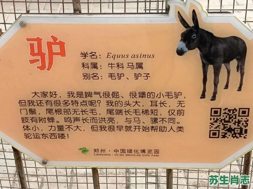 驴鸣是什么生肖？驴打一个生肖