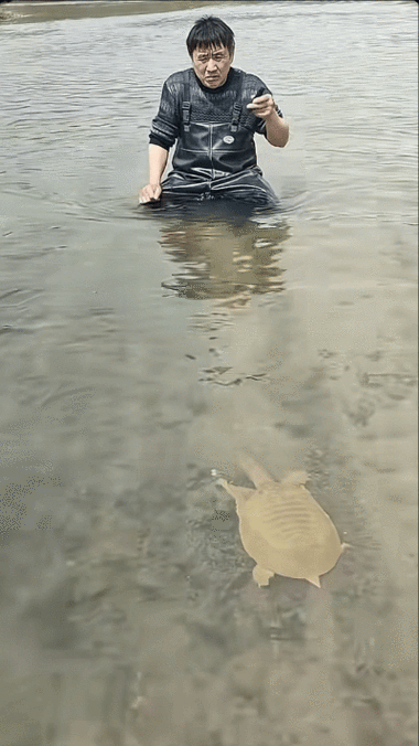 河里逮王八是什么生肖？河里逮王八打一准确动物