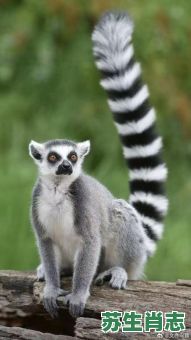 长尾巴的生肖是什么？什么动物的尾巴像什么?