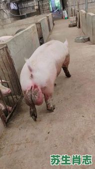 胖胖是什么生肖？肥肥胖胖的动物