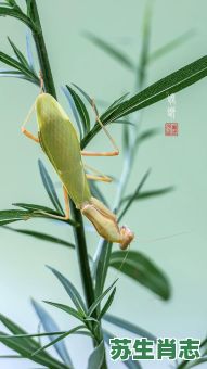 螳是什么生肖？螳字最正确的生肖