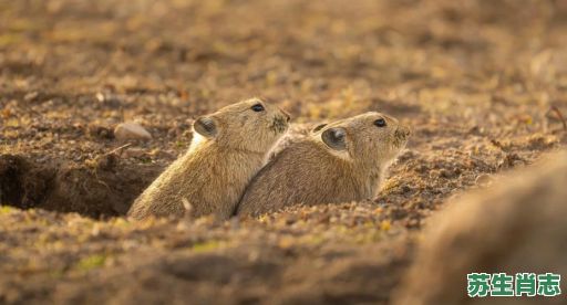 高原是什么生肖？青藏高原最佳动物生肖