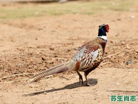鸟是什么生肖鸟啼？包罗万象是什么生肖