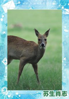 獐是什么生肖？獐子又叫什么名