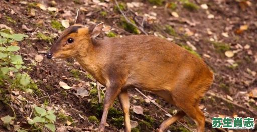 青松生肖是什么生肖？青松是指什么动物