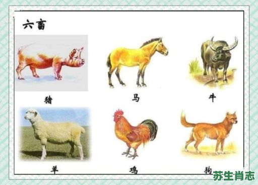 畜是什么生肖禽生肖？六畜是指什么生肖