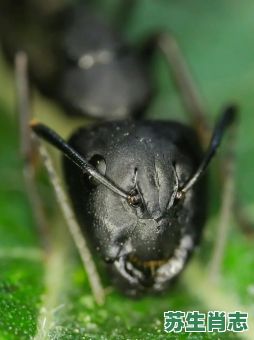 蟻=是什么生肖？12生肖哪个怕蚂蚁