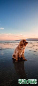 沙滩是什么生肖？沙滩上有什么动物