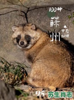 貉是什么生肖？蛟字代表什么生肖