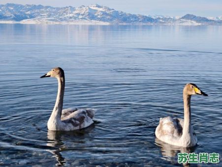 畔是什么生肖？畔的寓意是什么