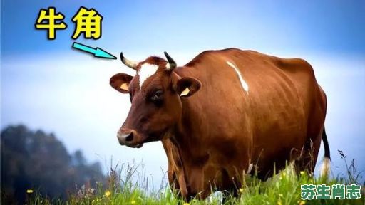 尖头是什么生肖？头发角尖是什么生肖动物