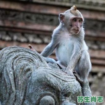 哺乳生肖是什么？哺乳的动物有哪些