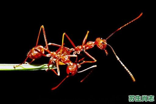 蟻是什么生肖？蚁打一最准确的生肖