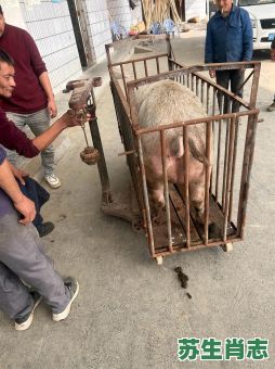 杀猪的是什么生肖？杀猪教子最正确的生肖