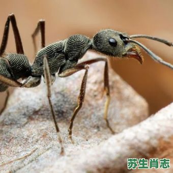 蚁聚是什么生肖？蚂蚁打一肖最佳答案什么数