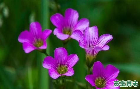 苔花是什么生肖？花代表十二生肖的哪个动物