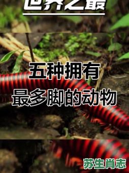 最多脚的生肖是什么？什么生肖脚最长