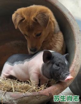 狗朋狗友是什么生肖？猪朋狗友打一最佳生肖