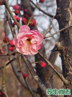 大河是什么生肖？梅花是什么生肖