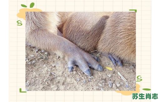 啮是什么生肖？臼打一动物生肖