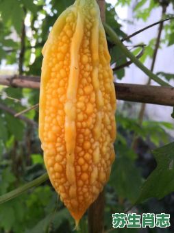 苦瓜是什么生肖？苦瓜打一准确生肖