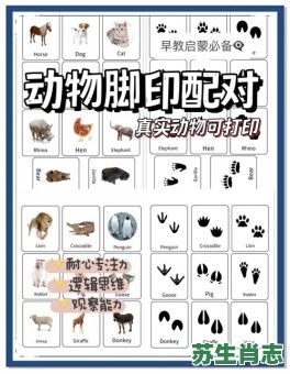 爪子是什么生肖？爪代表什么动物