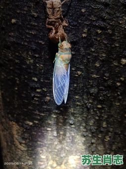 蝉脱壳是什么生肖？金蝉脱壳打一正确生肖