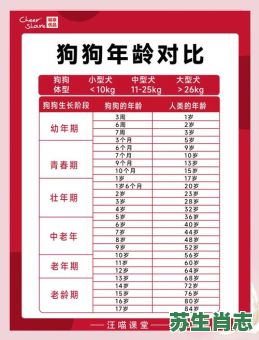 2026年生肖狗运程详解：属狗人如何把握流年机遇化解挑战？关键注意事项有哪些？